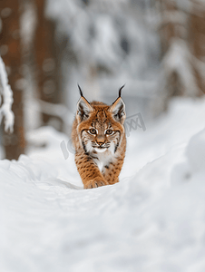 森林雪地上行走的欧亚山猫幼崽