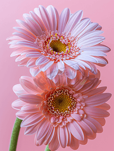 两朵粉红色的巴伯顿雏菊