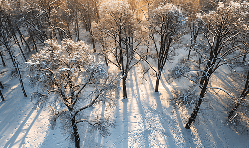 雪树林摄影照片_冬季树林中雪橡树林的俯视图