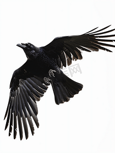 天空中的乌鸦黑乌鸦在空中飞翔野生鸟类飞行细节