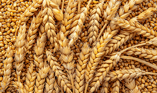 玉米标志摄影照片_成熟的黄色小麦与谷物的茎