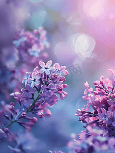 五月为爱放价摄影照片_紫色丁香户外温柔的春天背景春天五月鲜花