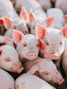 动物猪摄影照片_养猪场里的粉红色小猪