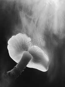 柔和灯光下拍摄的黑白金银花丝小蘑菇