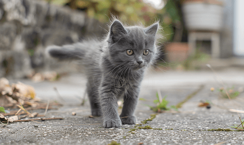 小可爱的灰色毛茸茸的小猫户外小猫的第一步