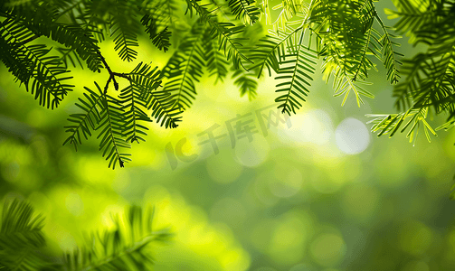 森林与动物摄影照片_绿叶银合欢与绿色模糊背景