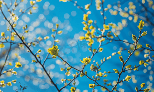 春天在森林里有赤杨树的芽和树枝背景是明亮的蓝天