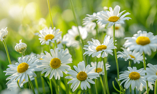 花园里的白色雏菊洋甘菊花瓣大自然中的花朵夏季自然细节