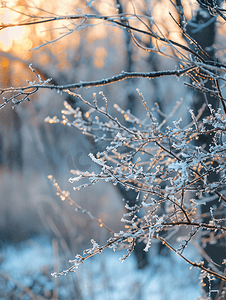 北方风景摄影照片_寒冷的风景冬天的夜晚有冰冻树枝的森林