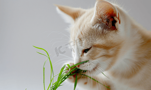 绿色小猫摄影照片_吃绿色草叶的奶油色小猫