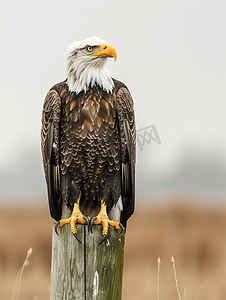 秃头鹰专注地坐在木栅栏上