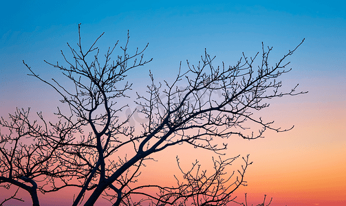 在蓝色的夕阳天空背景下一棵优美的树上没有叶子的树枝