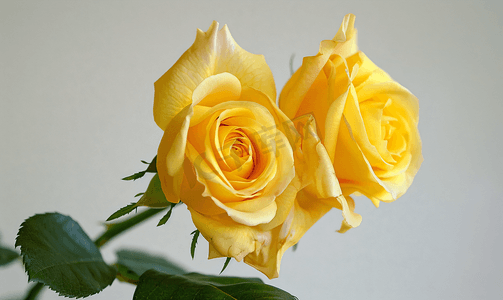 金棒黄玫瑰两朵花侧视图