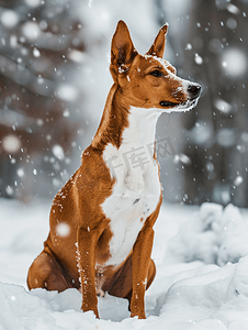 公园里巴辛吉犬的肖像冬日寒冷的一天雪花飘落