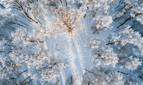 冬季树林中雪橡树林的俯视图