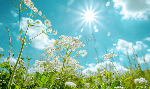 蓝色易拉宝x展架摄影照片_牛防风草或有毒大猪草在夏季阳光明媚的日子赫拉克勒姆牛鲷