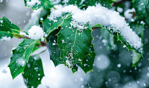 冬青灌木绿叶上融化的雪