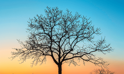 日落时蓝天背景上一棵没有叶子的树