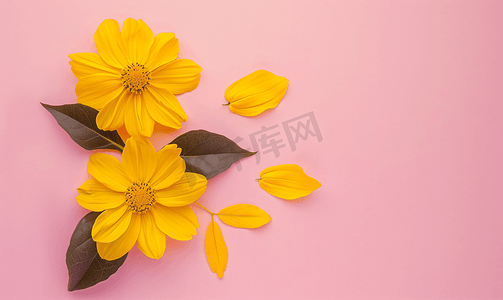 婚礼边框粉色摄影照片_淡粉色背景上的黄色花朵带有黄色叶子