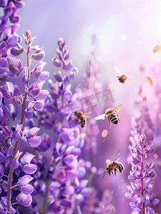 紫色发散光摄影照片_蜜蜂、大黄蜂和黄蜂在紫色粉红色的花朵中飞翔