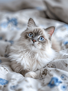 绿色小猫摄影照片_奶油色和灰色小猫的淡蓝色眼睛