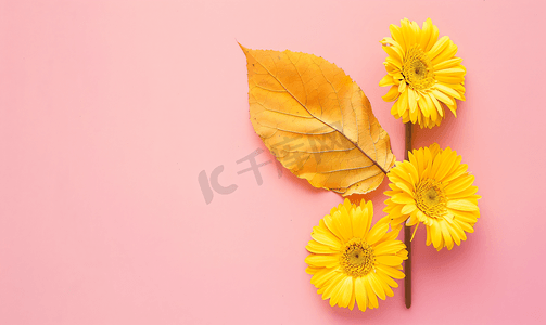 粉色桌子摄影照片_淡粉色背景上的黄色花朵带有黄色叶子