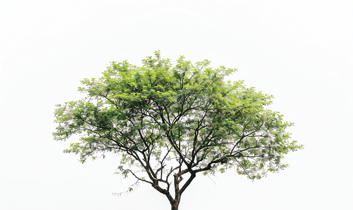孤立在白色背景上的树