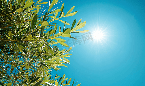 果园树摄影照片_阳光明媚的日子里蓝天衬托下的绿橄榄树