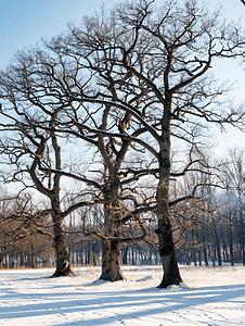 冬日树摄影照片_阳光明媚的冬日森林空地的橡树