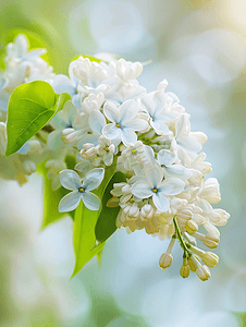 春天的树摄影照片_一枝白丁香户外五月花春天温柔的背景