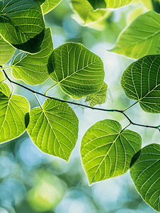 植物树叶纹理摄影照片_海绵状的树叶