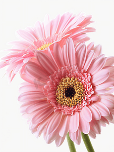 森林矢量摄影照片_两朵粉红色的巴伯顿雏菊
