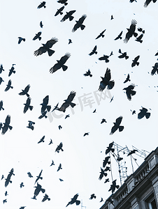傍晚的天空摄影照片_乌鸦在天空飞翔鸟儿在建筑物上空盘旋傍晚的乌鸦