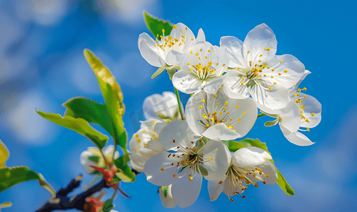 梨新鲜摄影照片_蓝天背景下的春花特写花树梨花