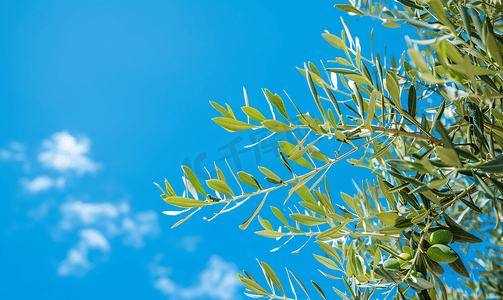 矢量树下的女孩摄影照片_阳光明媚的日子里蓝天衬托下的绿橄榄树