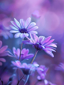 蓝紫色淘宝主图摄影照片_花园中紫色单色蓝眼菊花
