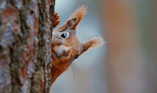 坚果可爱摄影照片_好奇的红松鼠在树干后偷看
