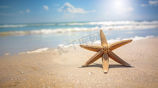 沙滩上海星的摄影图片