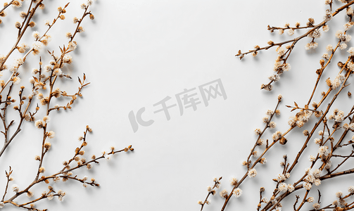 冬天的树枝摄影照片_具有干燥桤木枝和柔荑花的抽象白色背景