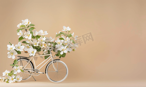 分娩科普摄影照片_米色背景中一辆老式纪念自行车上一棵苹果树的白花