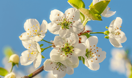 蓝天背景下的春花特写花树梨花