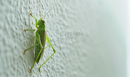 草蜻蜓摄影照片_蚱蜢栖息在墙上