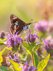 俄亥俄州夏季的银斑蝶