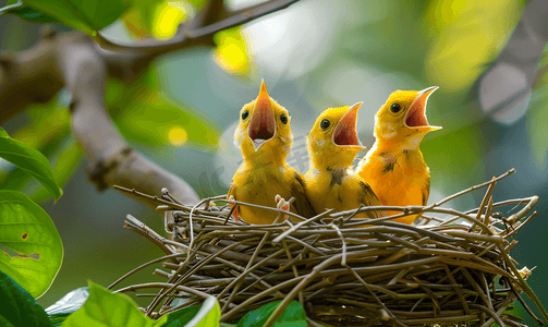 草枝摄影照片_鸟巢中张着嘴的黄色小鸟