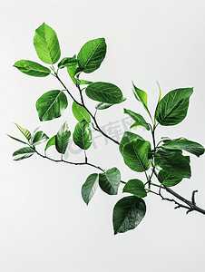 植物树叶纹理摄影照片_白色背景上孤立的树叶树枝