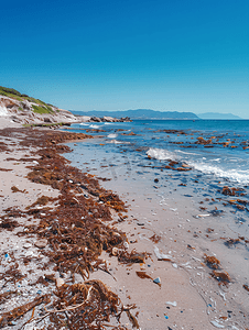 墨西哥自然摄影照片_墨西哥垃圾污染非常恶心的红海藻萨尔加索海滩
