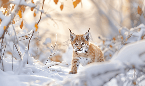 欧亚山猫幼崽站在雪地冬季色彩缤纷的森林里