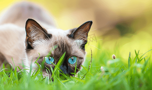 美丽蓝眼睛的暹罗猫吃草