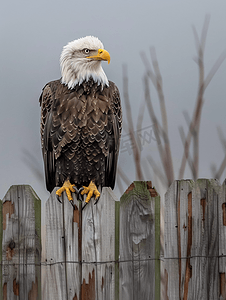 秃头鹰专注地坐在木栅栏上