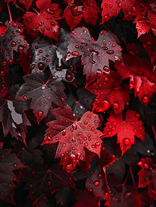 挂水摄影照片_红野葡萄藤叶上的雨滴深秋背景